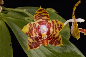 Phal. Yaphon Twisted Roll ‘Court’ AM/AOS 80 pts.